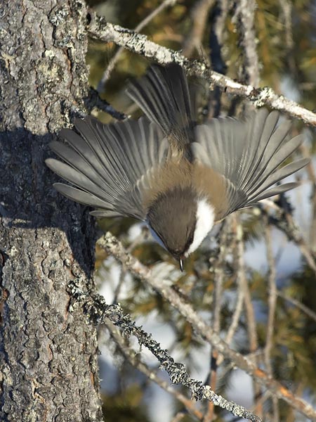 Lapintiainen, Grey-headed Chickadee, Poecile cinctus